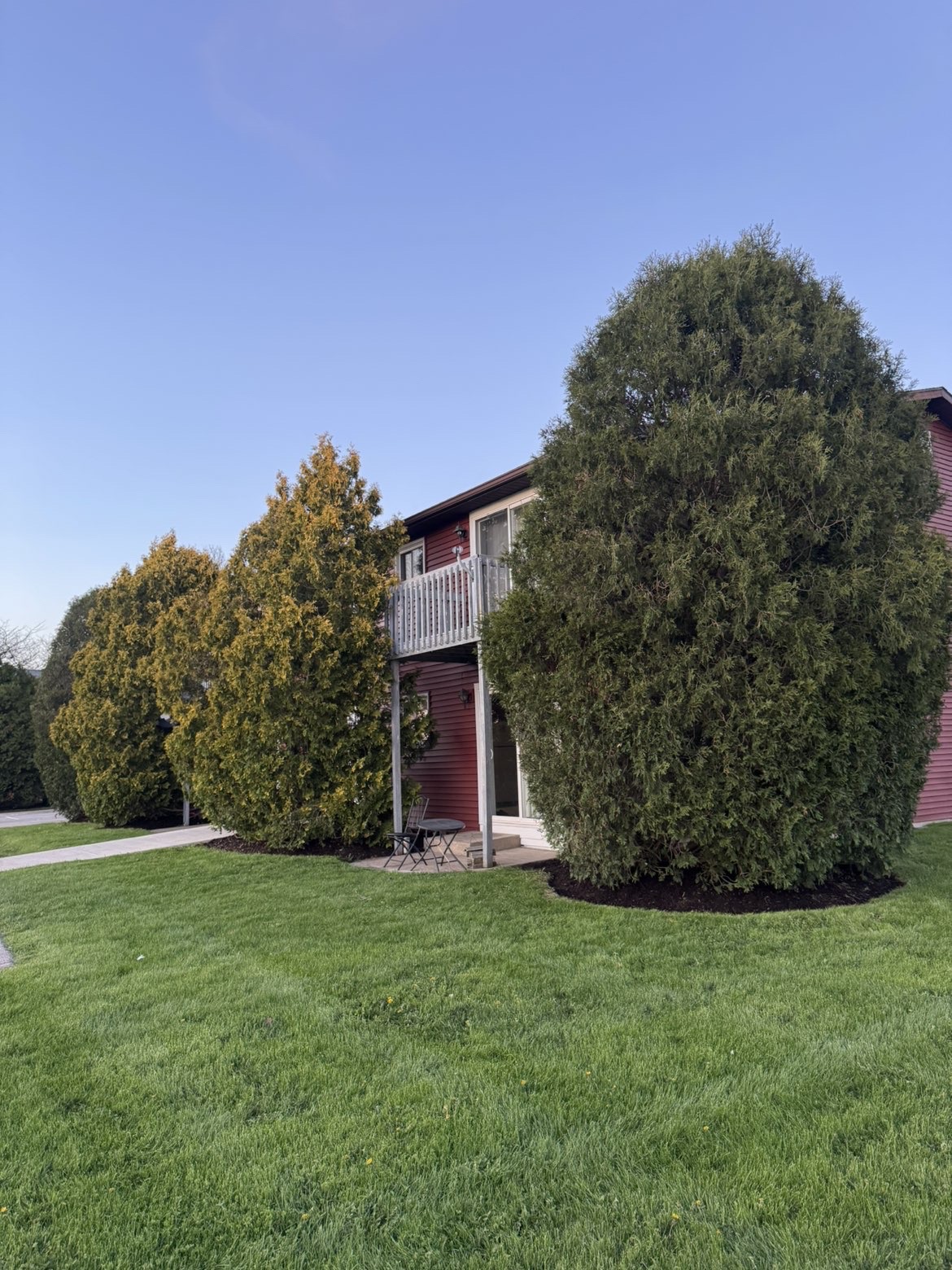 Trimmed arborvitae at apartment community