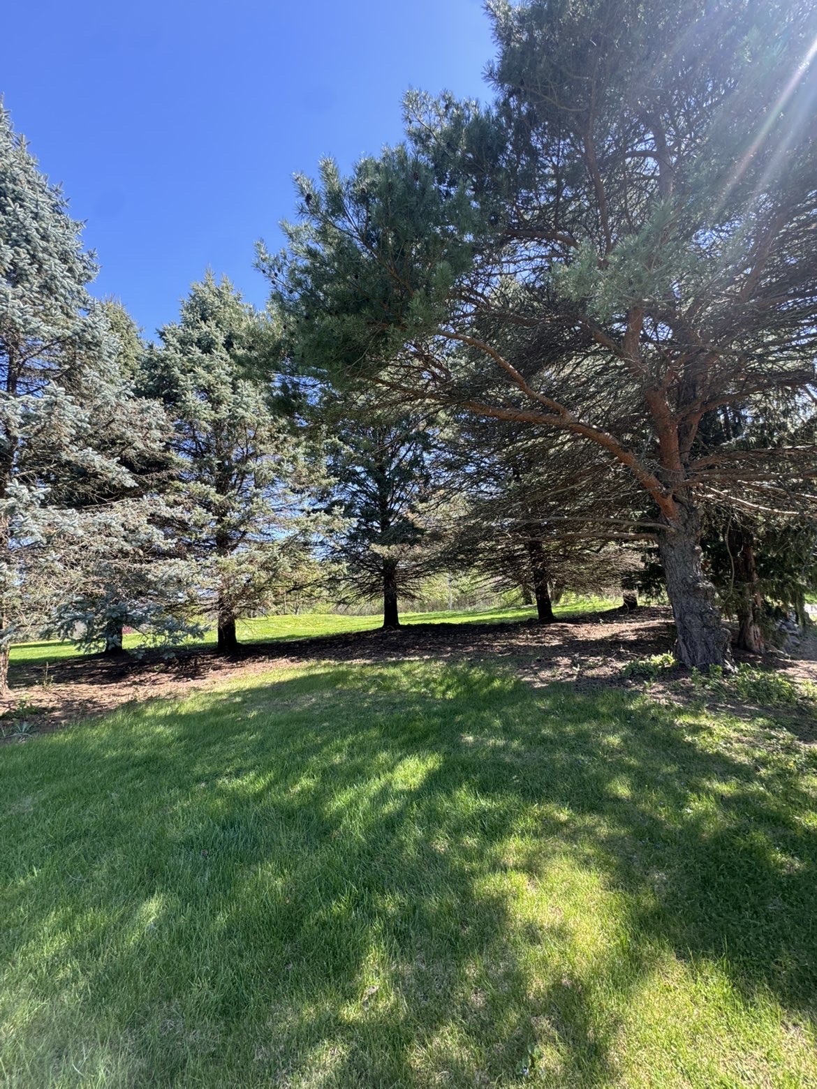 Mulched beds beneath mature evergreen trees