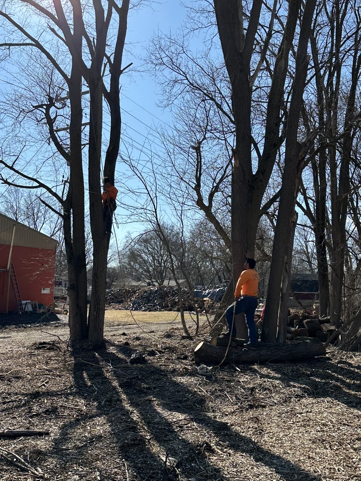Arborist trimming a large tree with professional climbing equipment